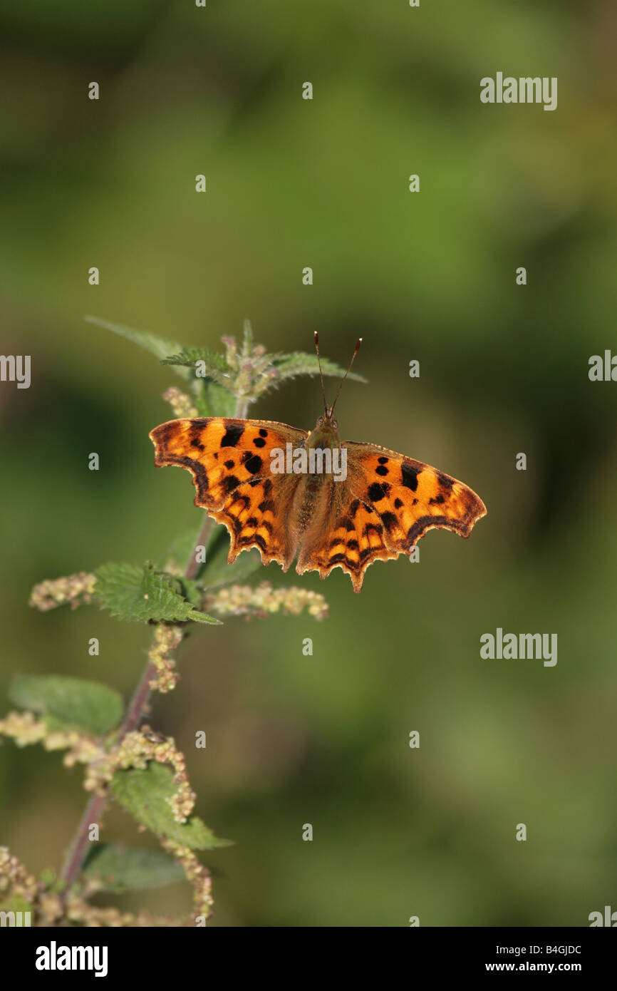 Comma butterfly Polygonia c-album resting on a stinging nettle leaf Stock Photo