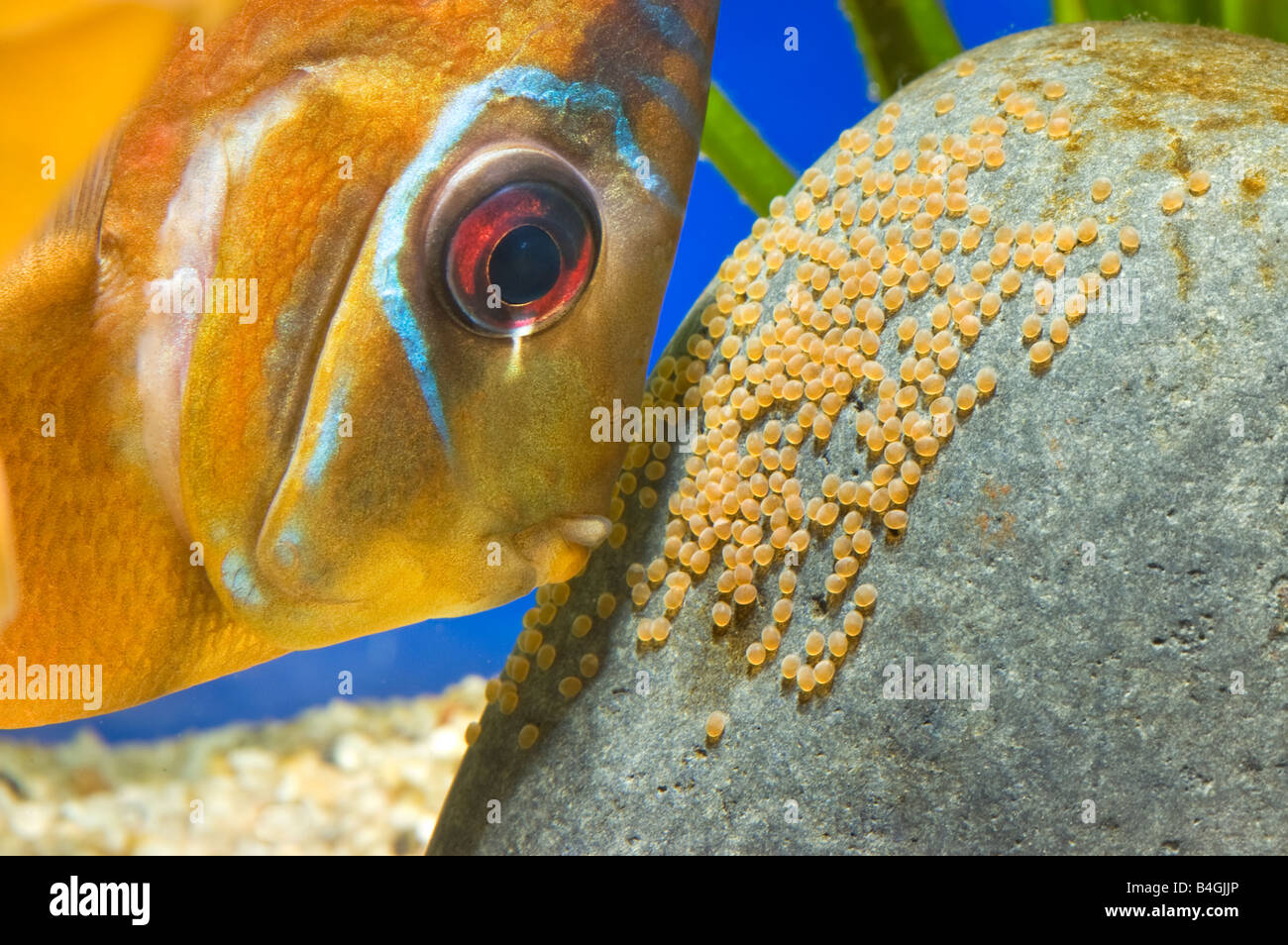 pompadour diskus red brown female male SANTAREM DISCUS fish Cichlid