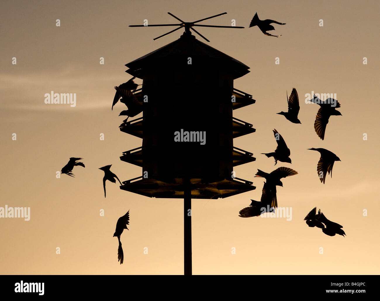 Purple martins take flight from a bird condominium in Bella Vista, Arkansas, U.S.A. Stock Photo