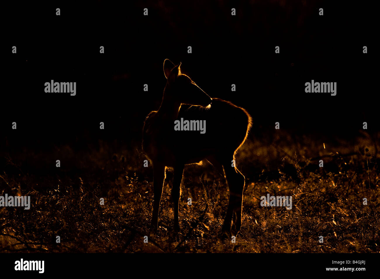 Silhouette spotted axis deer from hires stock photography and images