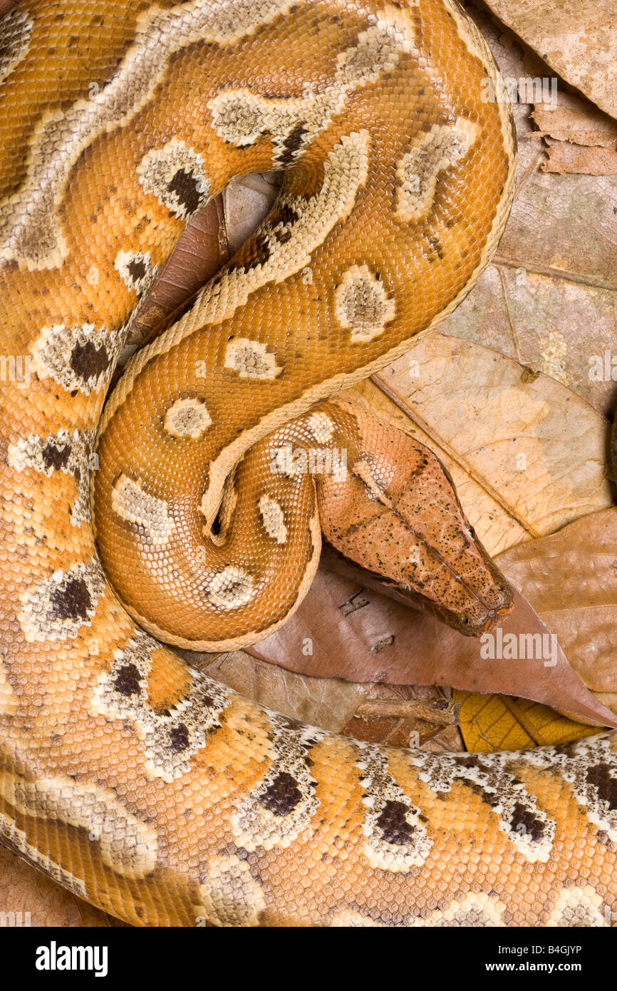 Malaysian Blood Python Big