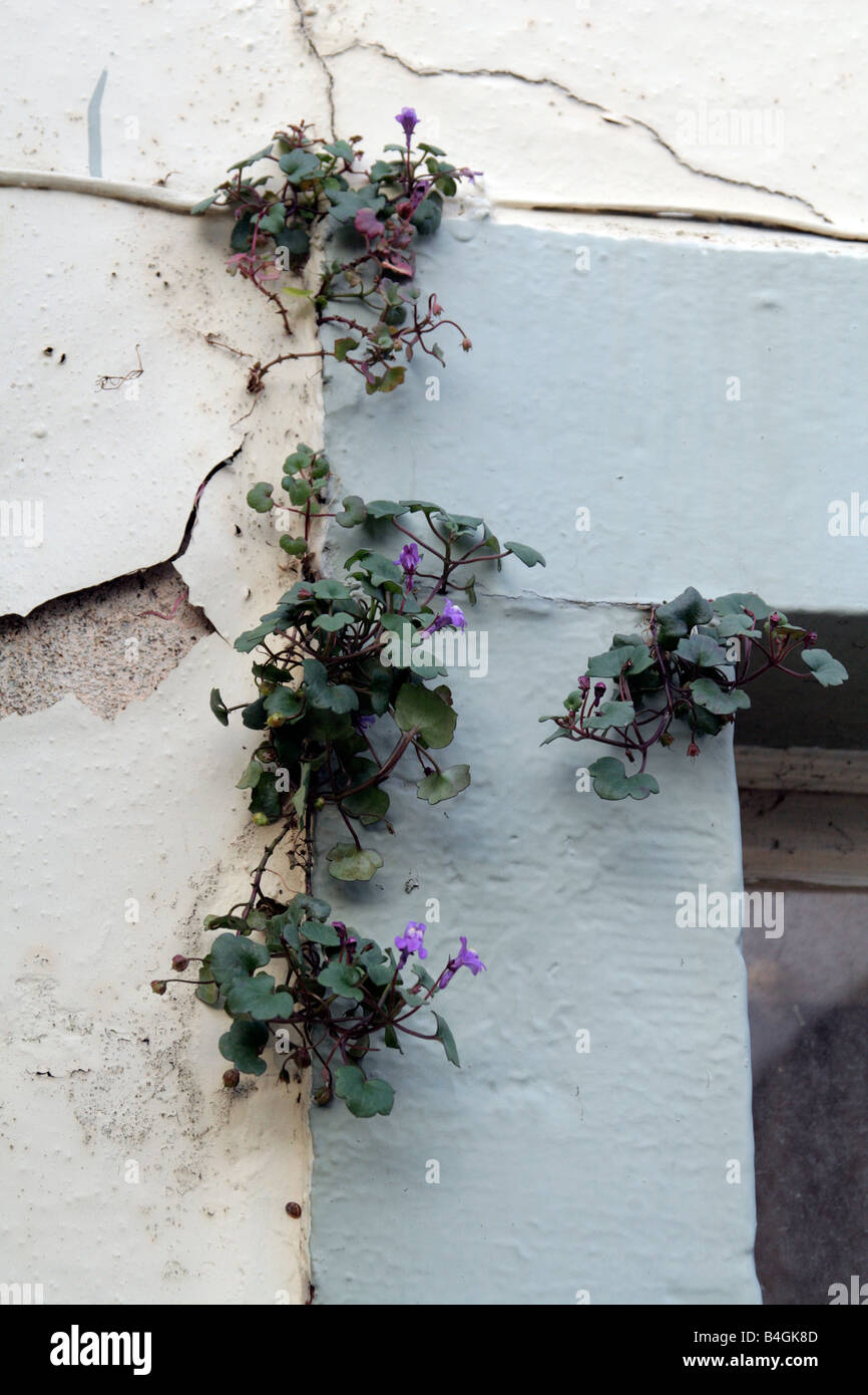 IVY LEAVED TOADFLAX CYMBALARIA MURALIS GROWING OUT OF A POORLY MAINTAINED HOUSE WALL Stock Photo