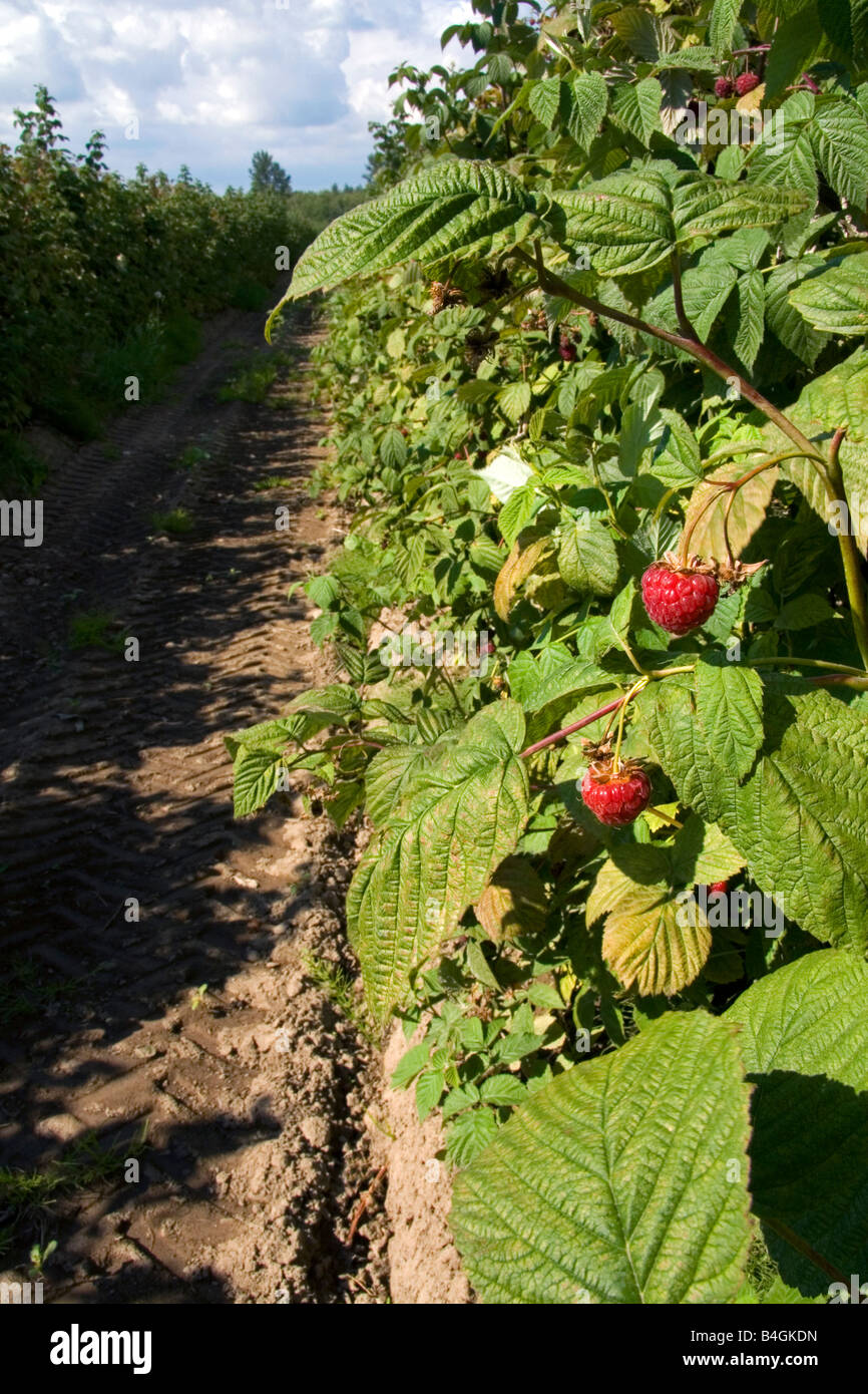 Raspberries grow on a farm in County Washington Stock Photo Alamy