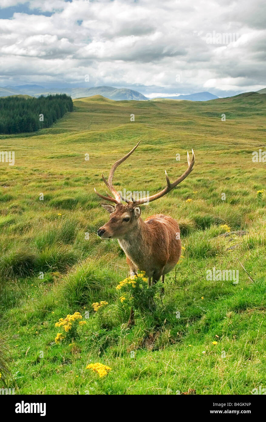 Stag near Black Mount, Highlands, Scotland Stock Photo