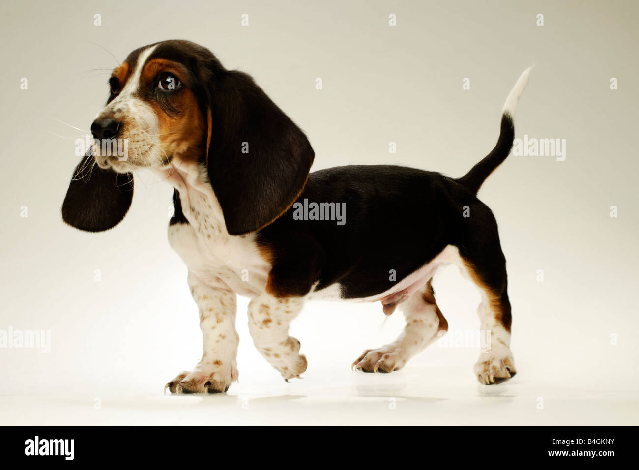 Bassett Basset Hound Puppy Ten weeks old Stock Photo Alamy