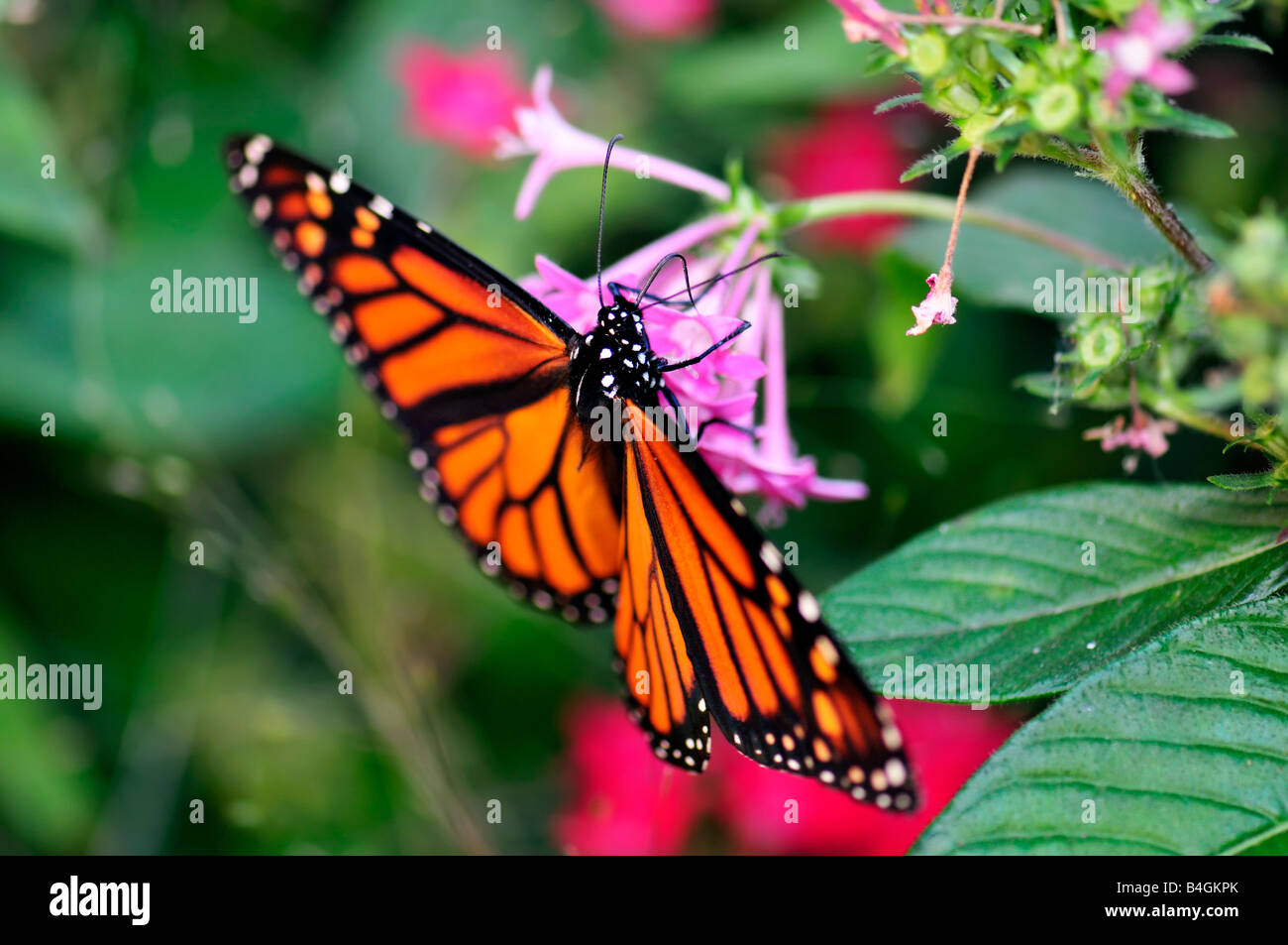 Female Monarch butterfly, Danaus plexippus, feeding on Pentas lanceolata flowers in Oklahoma, USA. Stock Photo