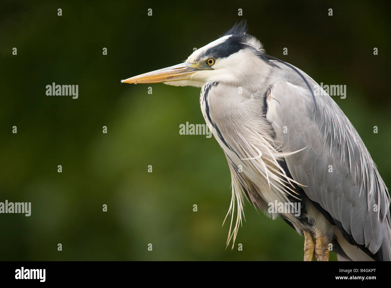 Grey Heron Scotland Hi res Stock Photography And Images Alamy grey-heron-scotland-hi-res-stock-photography-and-images-alamy