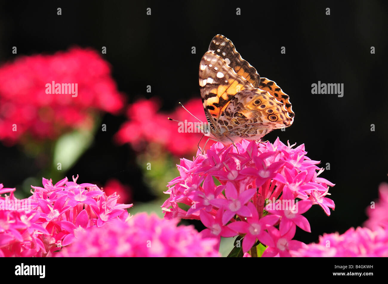 A Painted Lady butterfly, Vanessa cardui, feeds on pink Pentas lanceolata blooms. Oklahoma, USA., Stock Photo