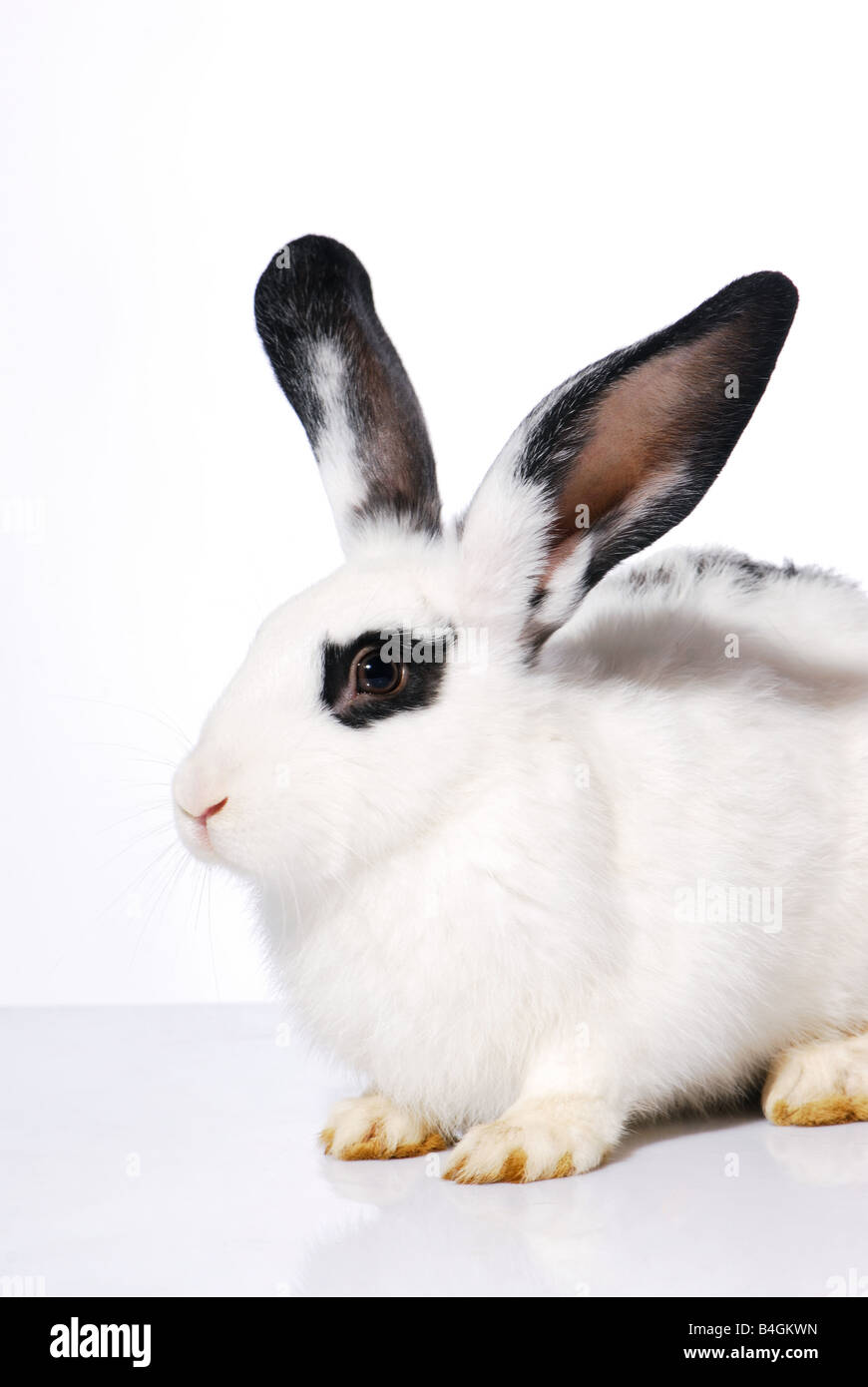 White rabit High Resolution Stock Photography and Images - Alamy
