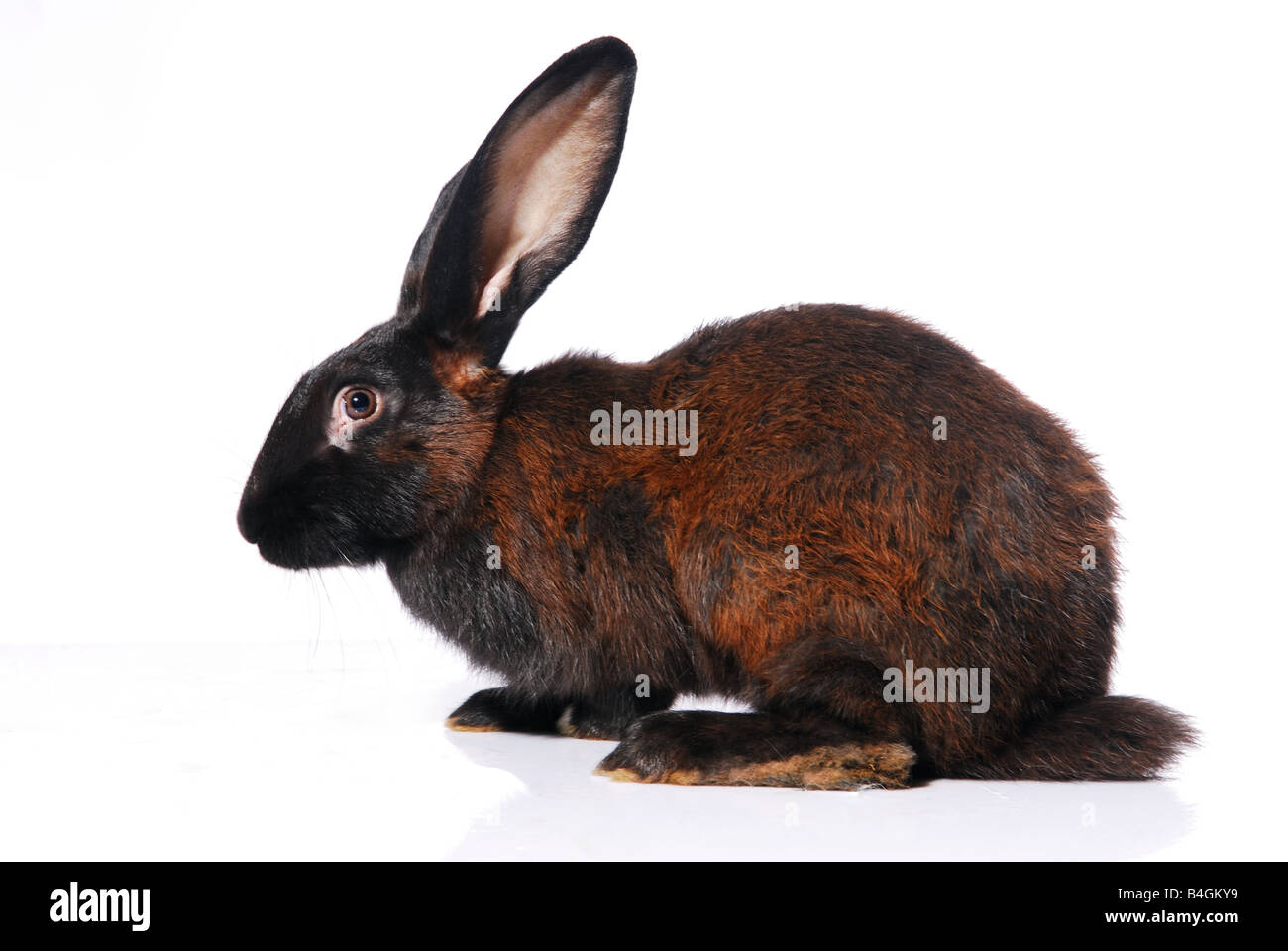 Adorable rabbit cute animal Cut Out Stock Images & Pictures - Alamy