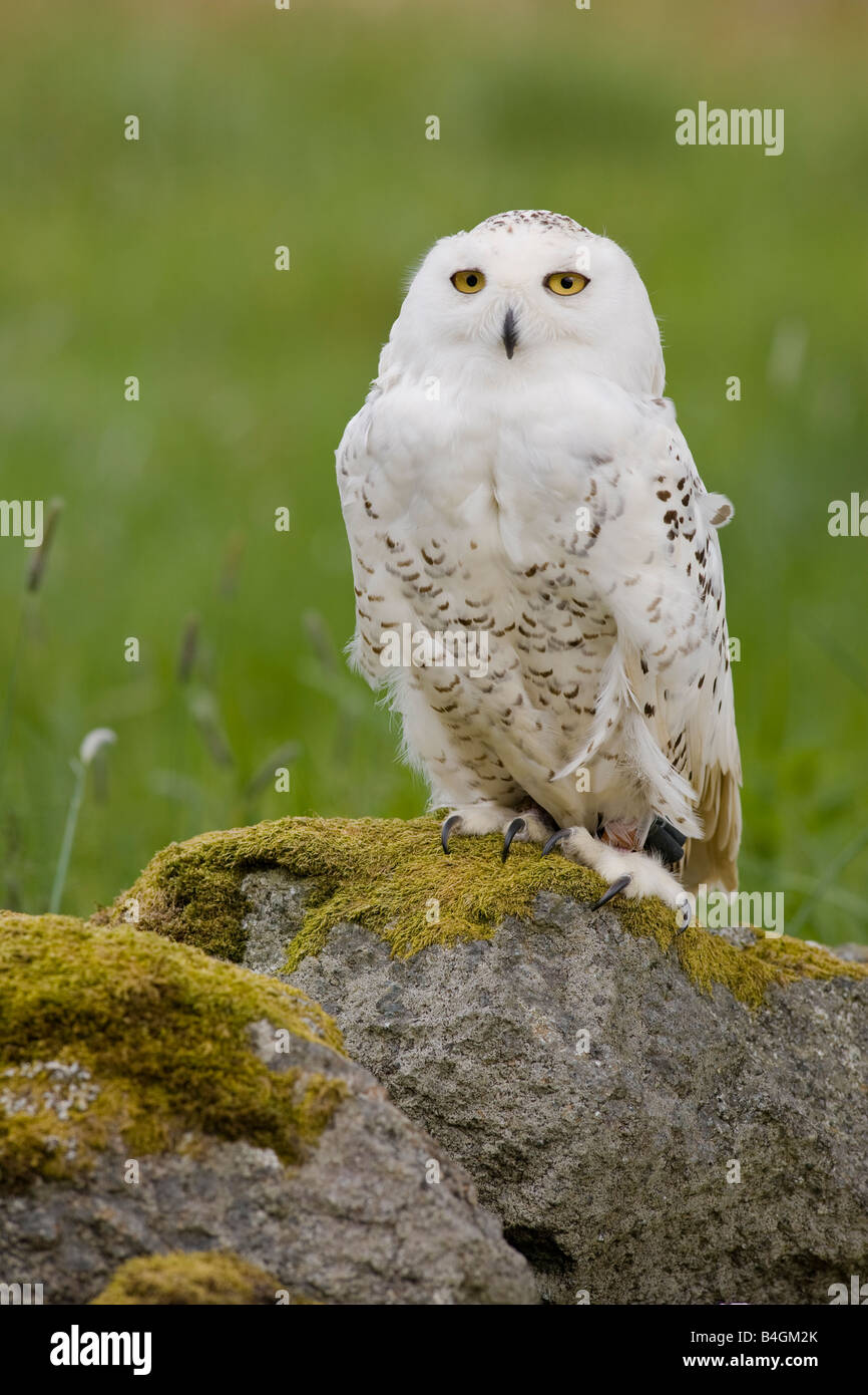 Snowy Owl Bubo scandiacus Stock Photo