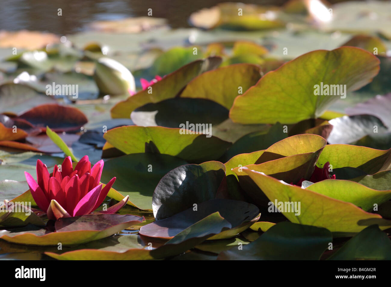 Backlit Water Lily flower and leaves. Stock Photo