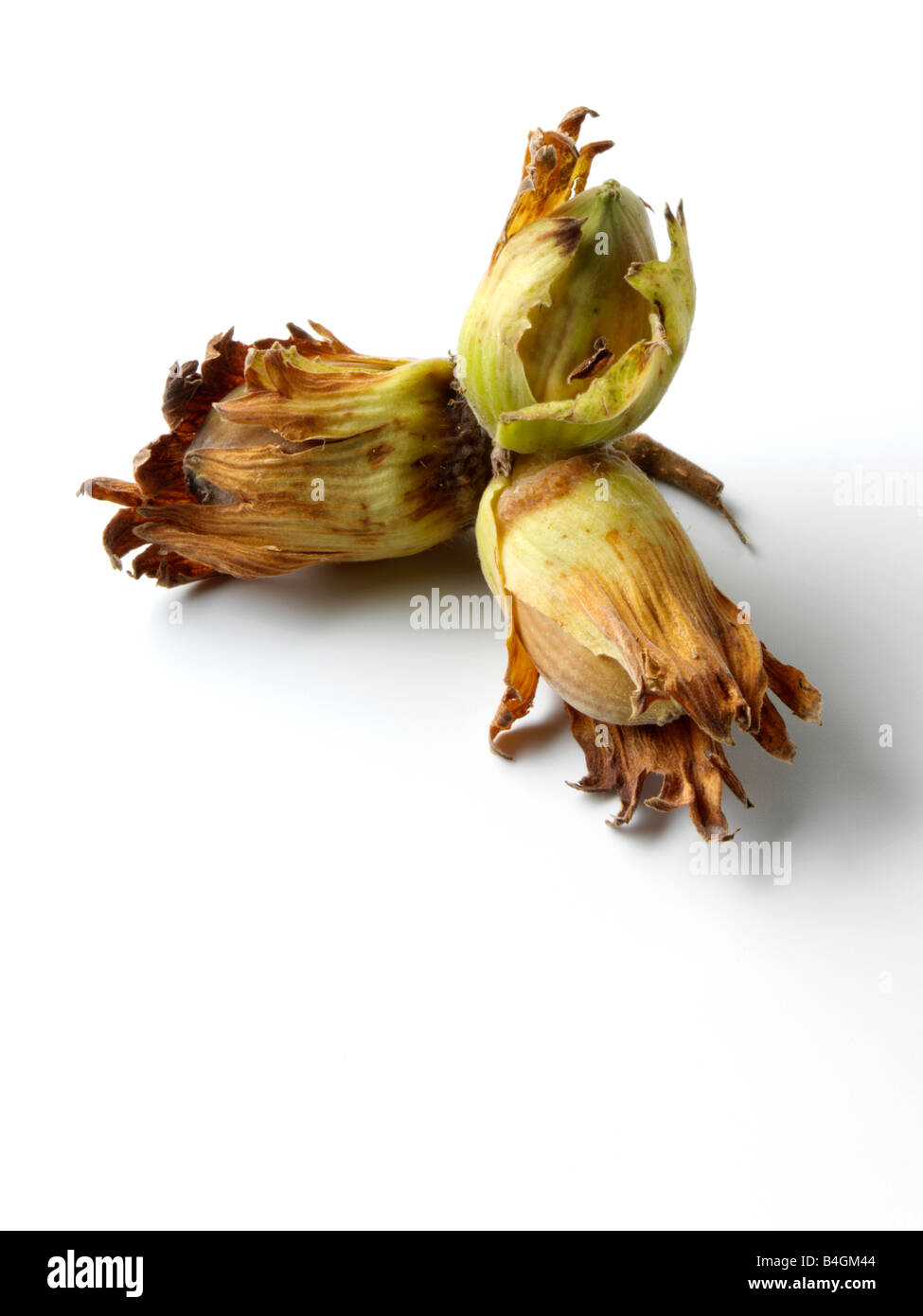 Cobnuts hazelnuts ingredients editorial food Stock Photo - Alamy