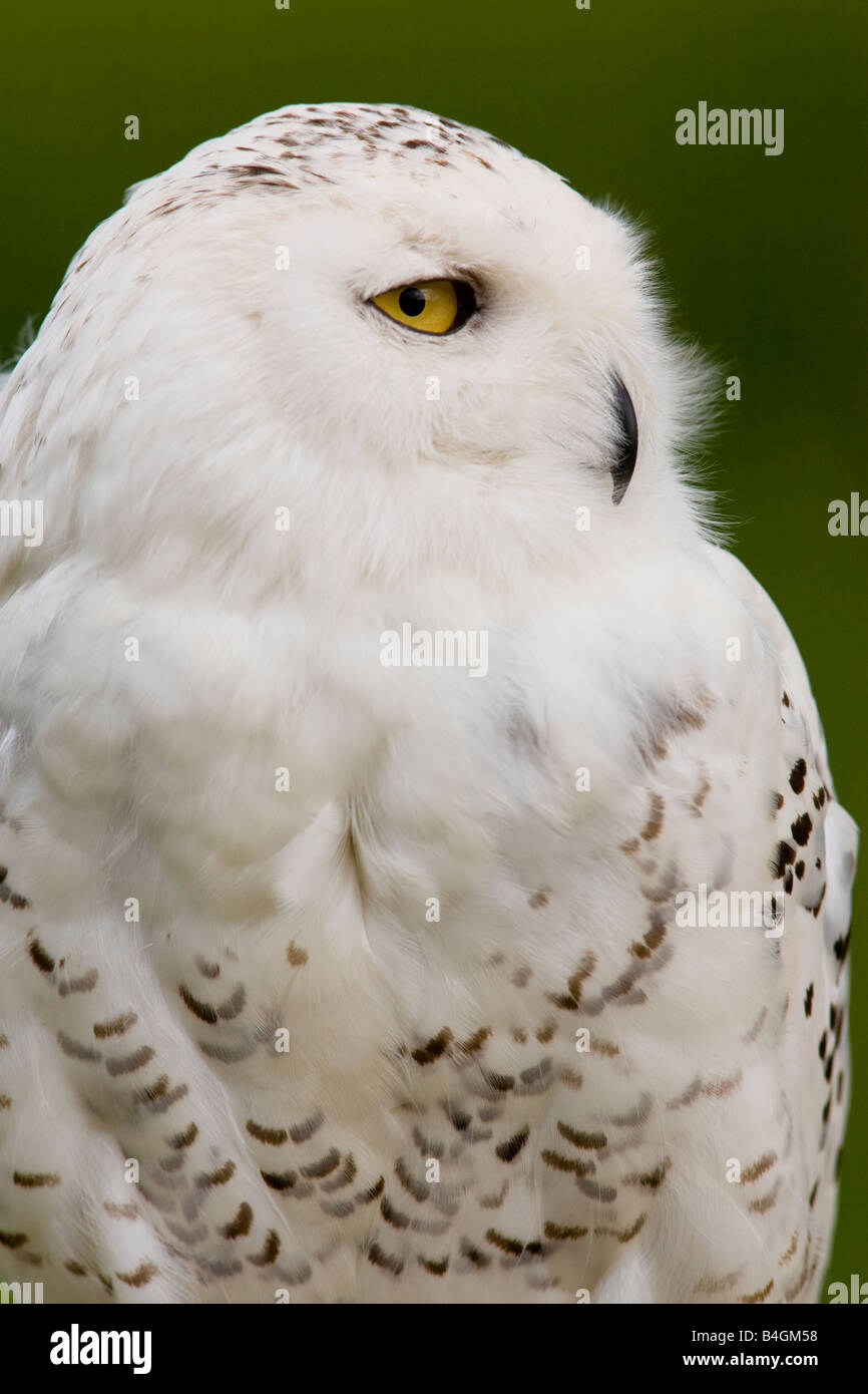 Snowy Owl Bubo scandiacus Stock Photo