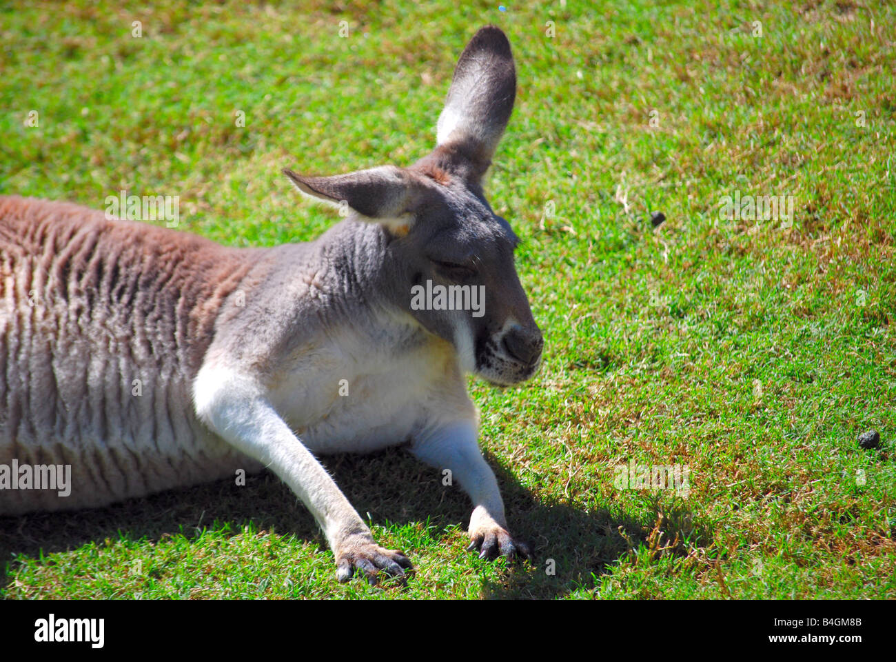 close up image of a relaxing kangaroo Stock Photo