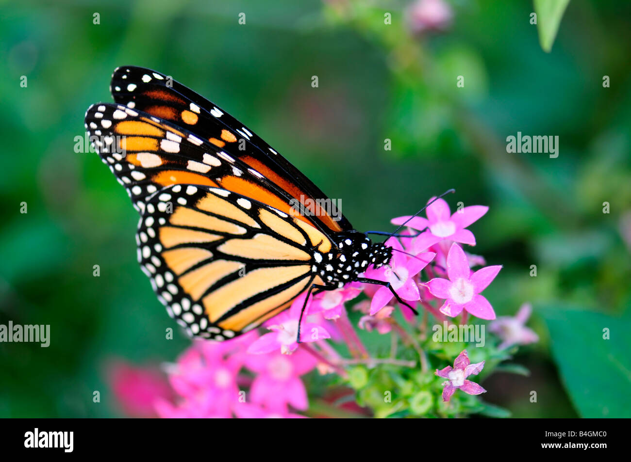 Monarch butterfly, Danaus plexippus, feeding on Pentas lanceolata flowers in Oklahoma, USA. Stock Photo