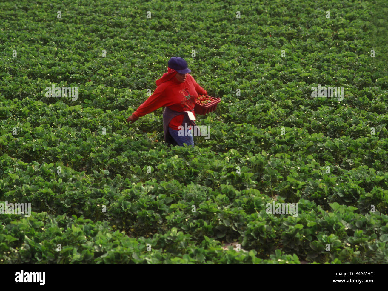 migrant worker Stock Photo