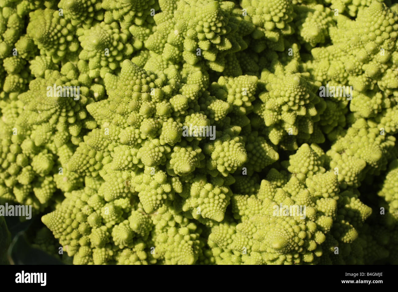Romanesque colliflower type green vegetable in close up. Stock Photo