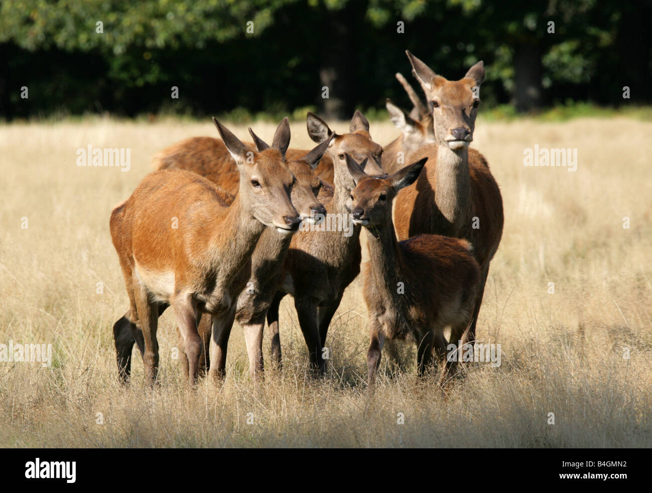 A Group of Four Female Red Deer, Cervus elaphus Stock Photo Alamy
