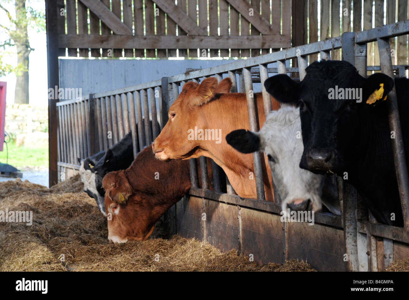 Silage on dairy farm in hi-res stock photography and images - Alamy