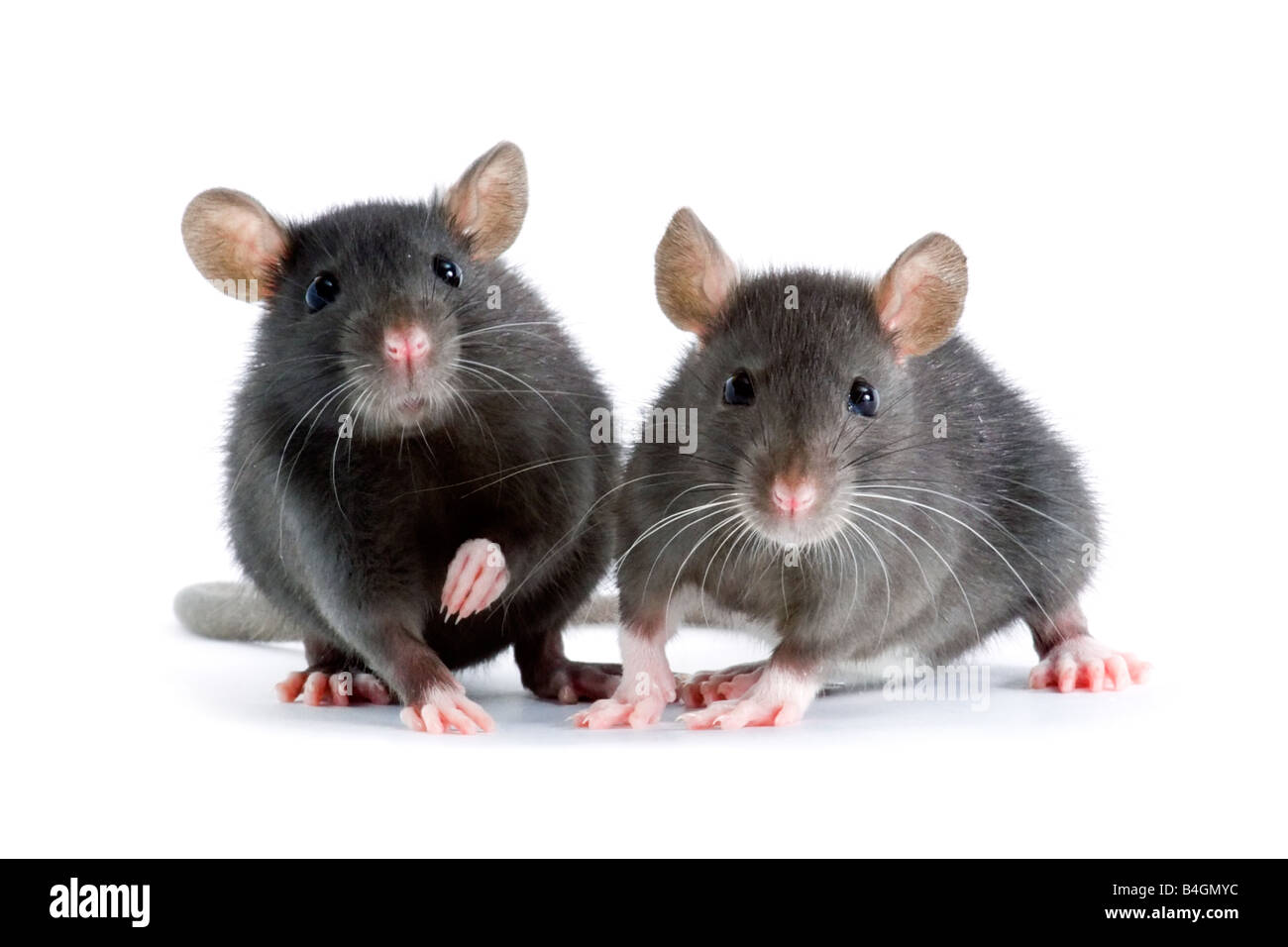 two rats Stock Photo Alamy