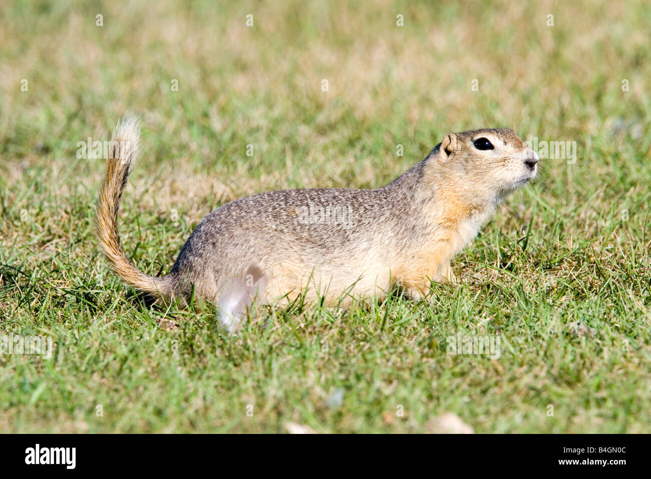 Flickertail ground squirrel hi-res stock photography and images - Alamy