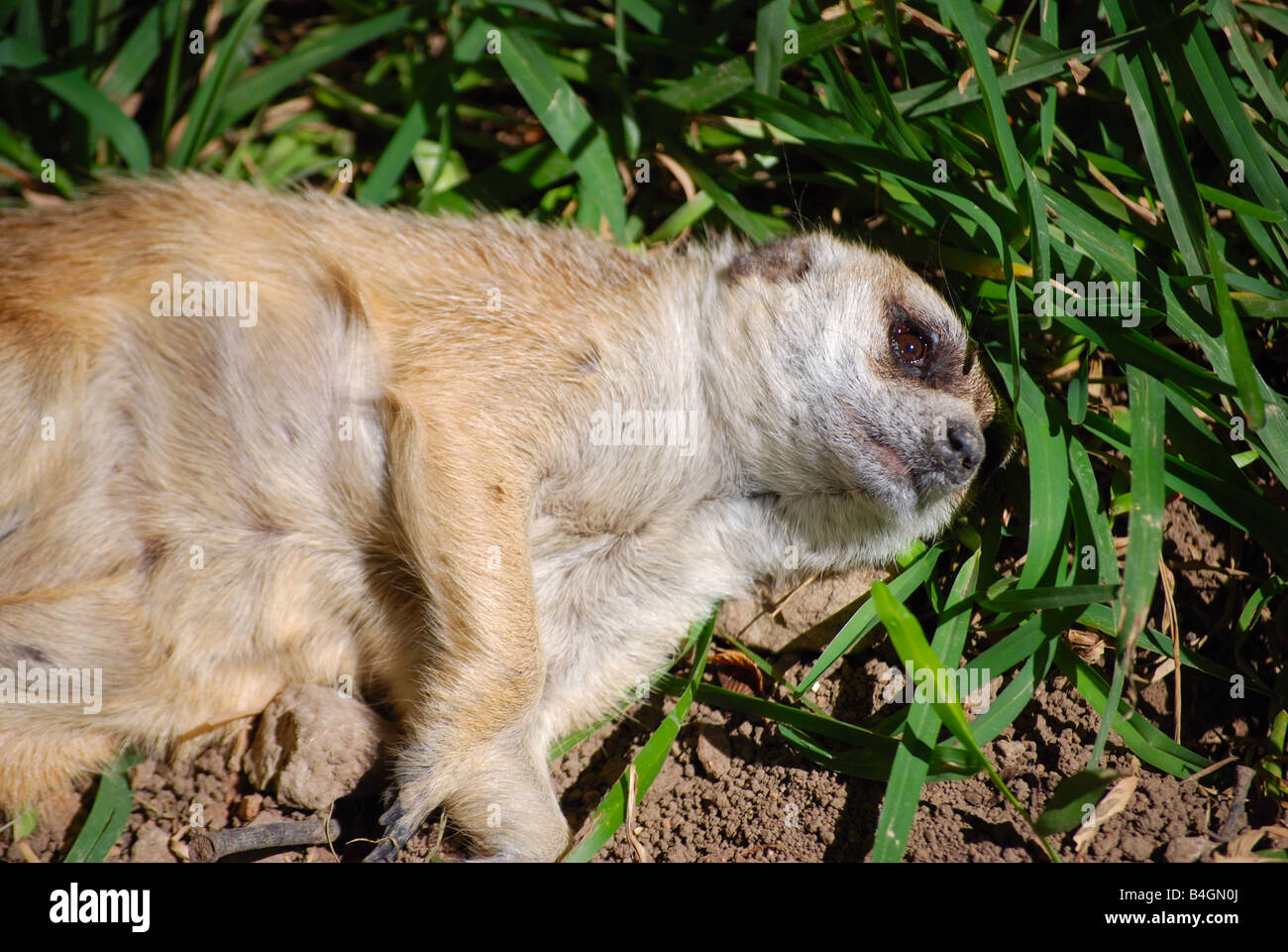 A sleeping meerkat Stock Photo