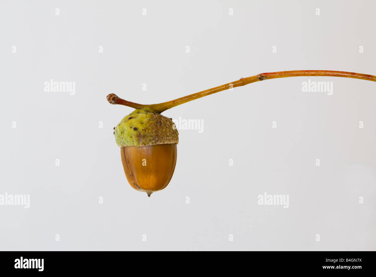 Autumn oak acorn uk hi-res stock photography and images - Alamy
