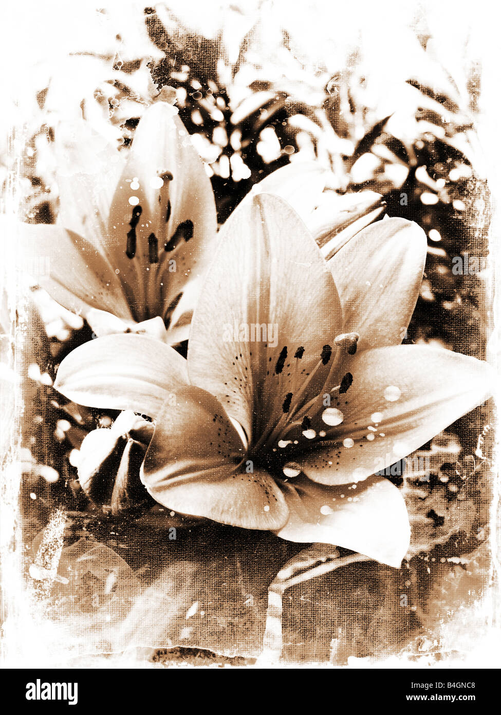 Grunge background of lily flowers Stock Photo - Alamy