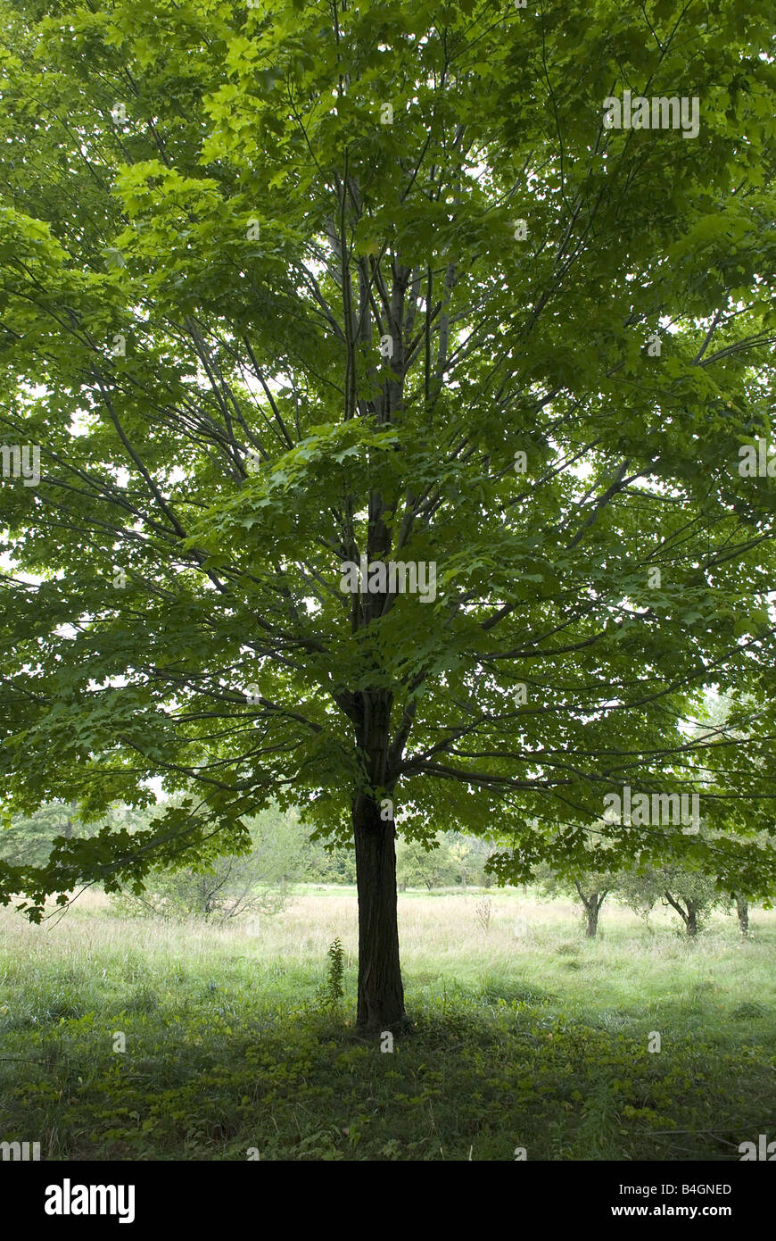 Maple tree in summer Stock Photo