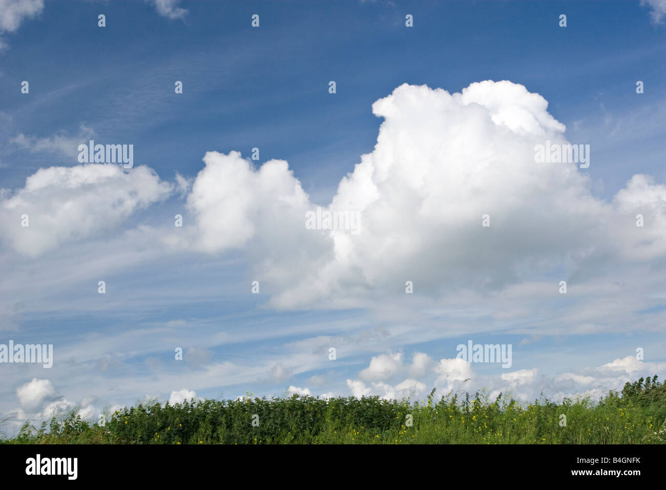 Cumulus mediocris clouds or 'fair weather Cumulus' Stock Photo