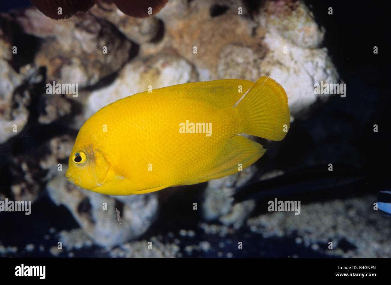 Herald's dwarf angelfish, (Centropyge heraldi), Pomacanthidae Stock Photo