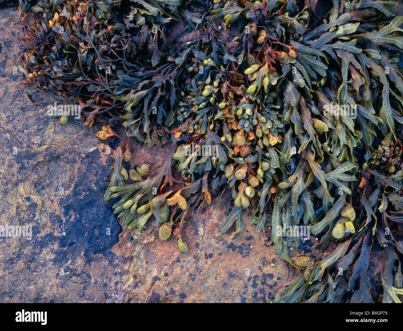 Beadnell, Northumberland, UK. Colourful seaweed on rocks. Stock Photo