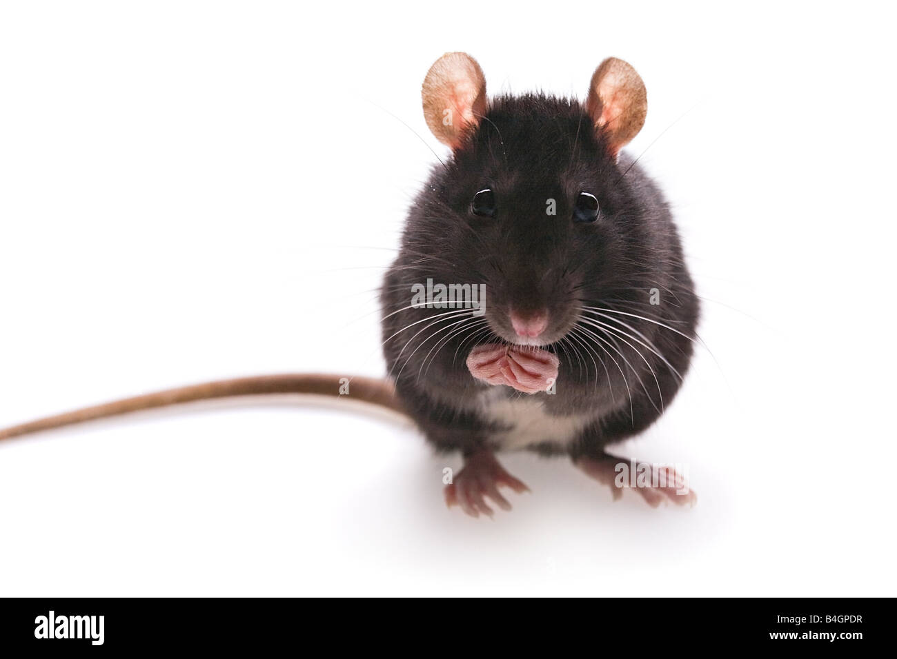 Hairy hunter Cut Out Stock Images & Pictures - Alamy