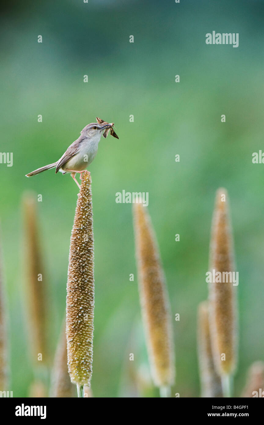 Prinia inornata. Plain Prinia warbler with a caught moth on a millet seed head in an indian field. Andhra Pradesh, India Stock Photo