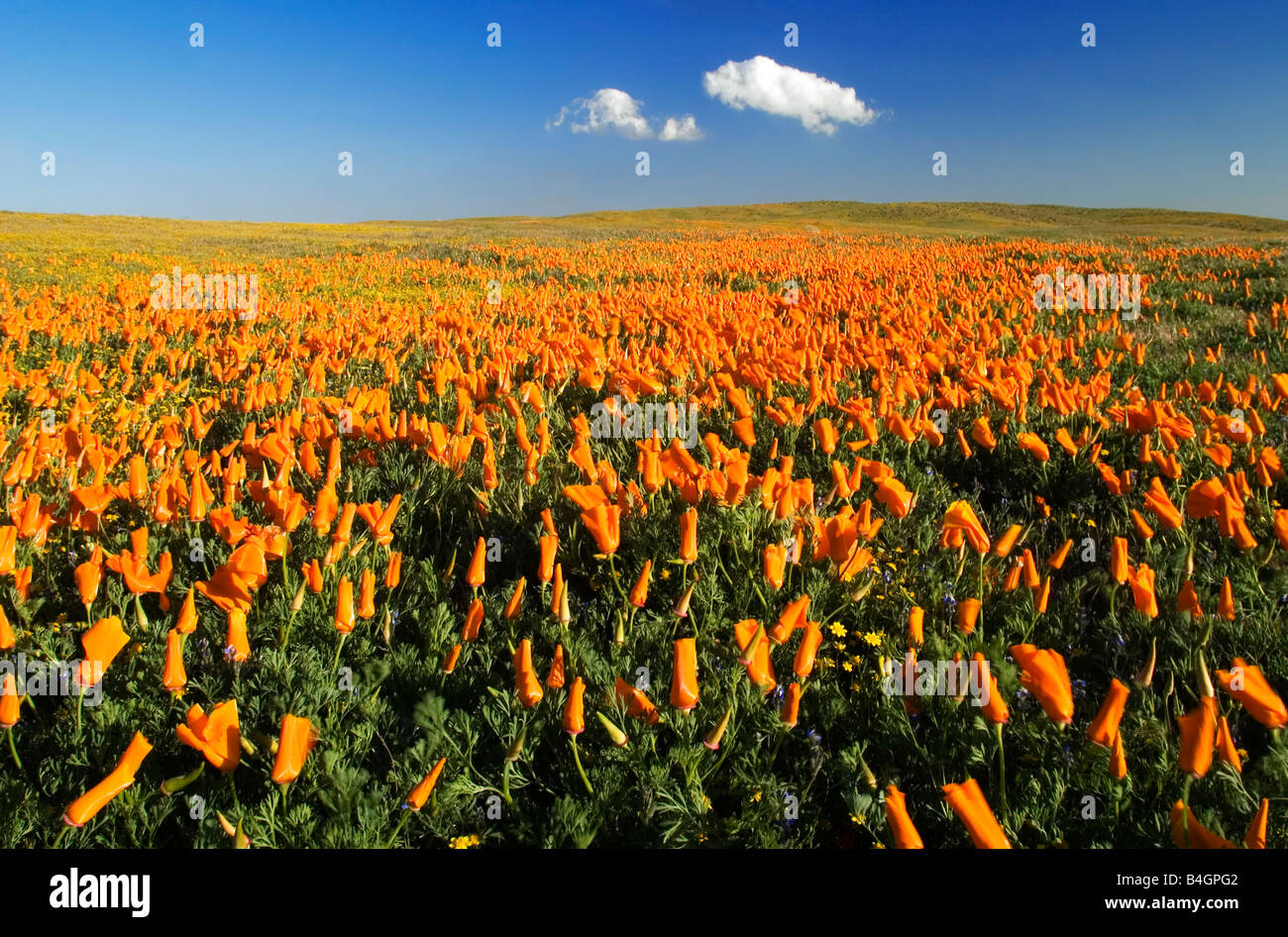 California poppies (Eschscholzia californica) in the Antelope Valley ...