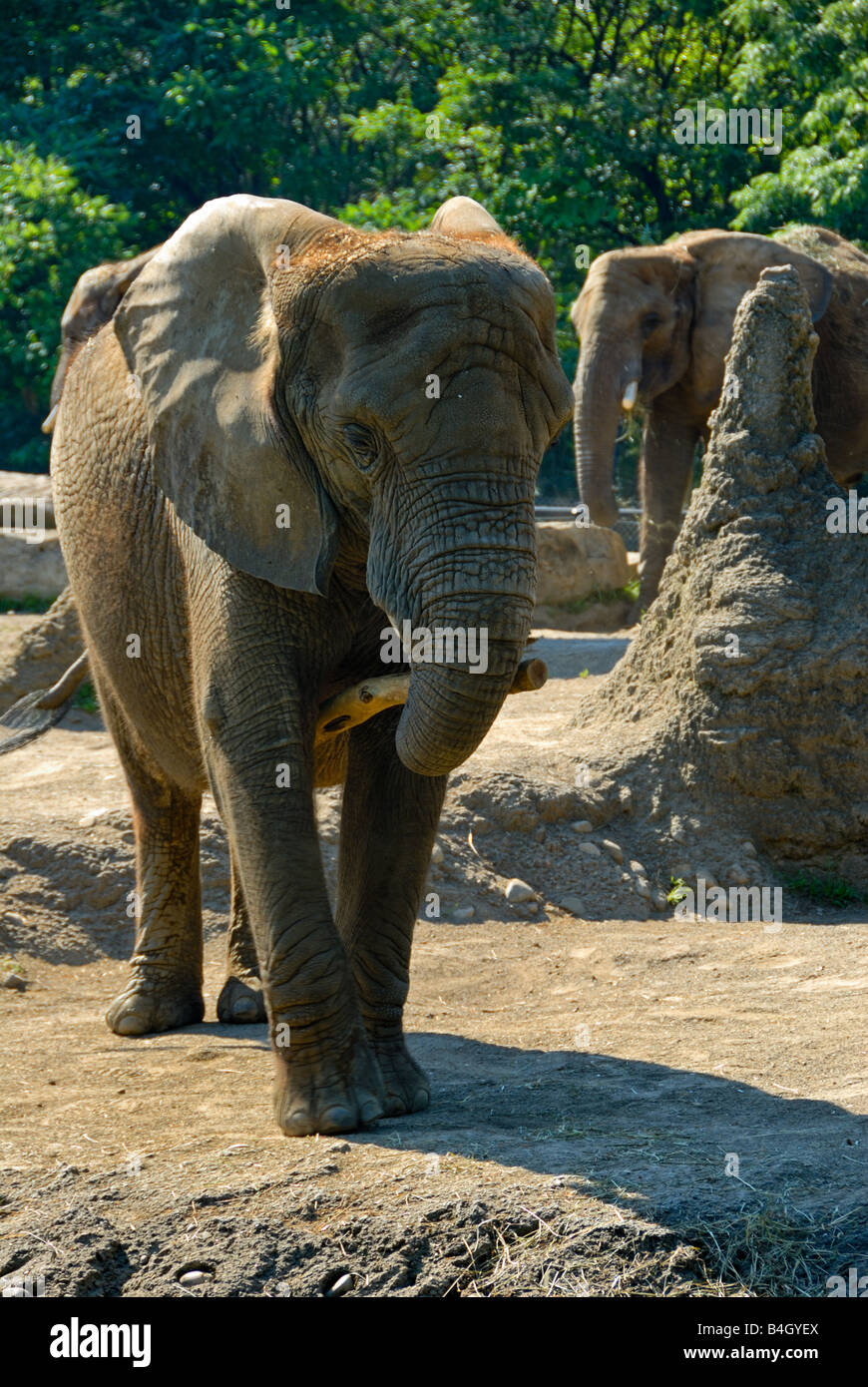 Two African elephants at the Pittsburgh (Pennsylvania) Zoo Stock Photo