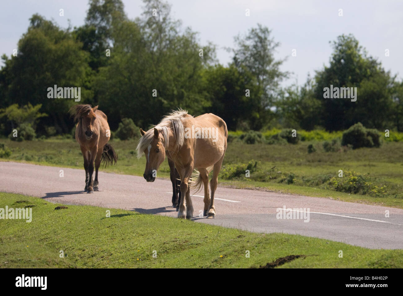 Two ponies on the road in the New Forest England Stock Photo