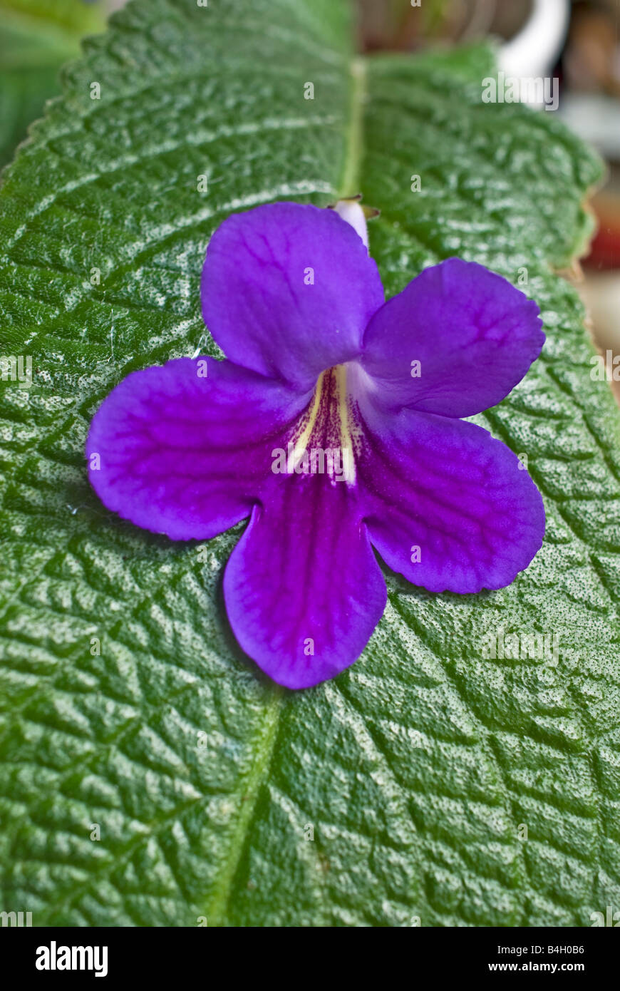 Streptocarpus Bethan flower and leaf Stock Photo