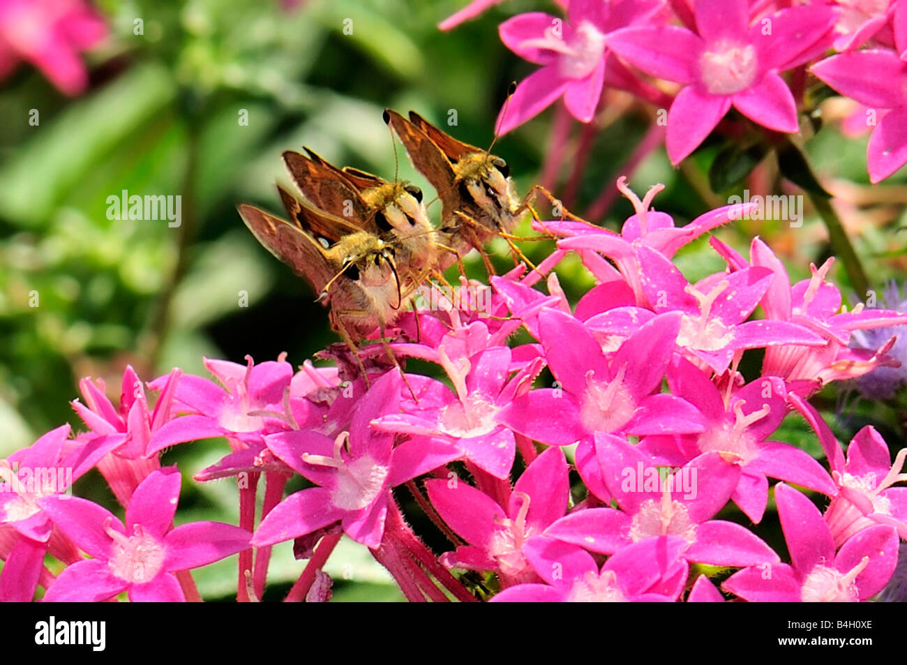 Three Skipper butterflies, Hesperiidae, line up on a Pentas lanceolata blossom. Oklahoma, USA. Stock Photo