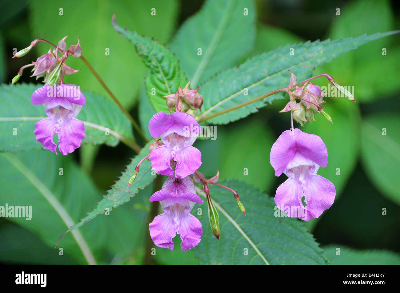Himalayan Balsam Pink Flowers Hi res Stock Photography And Images Alamy himalayan-balsam-pink-flowers-hi-res-stock-photography-and-images-alamy