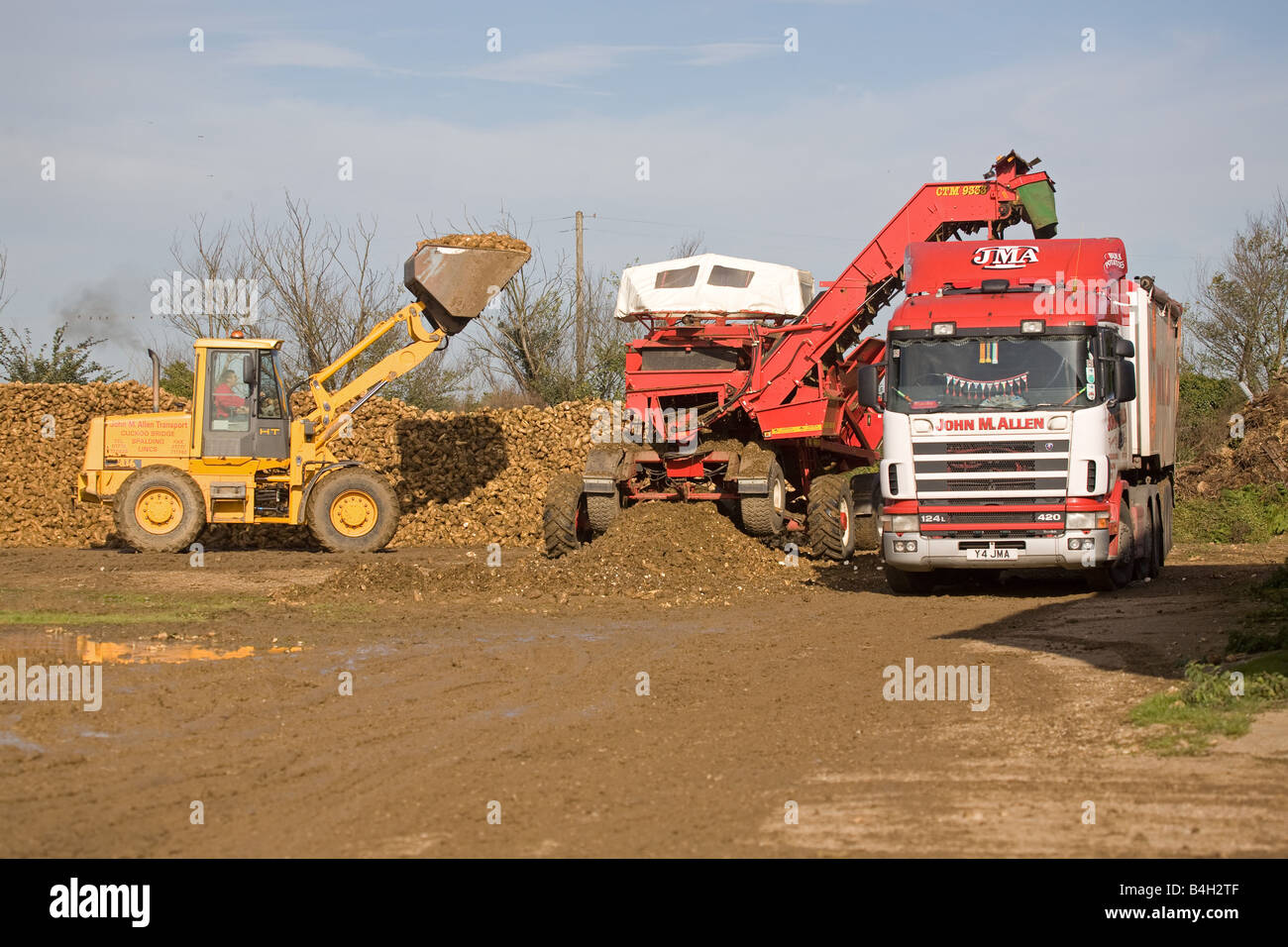 Loading Sugar Beet In A Truck Ready To Go To The Beet Factory Stock