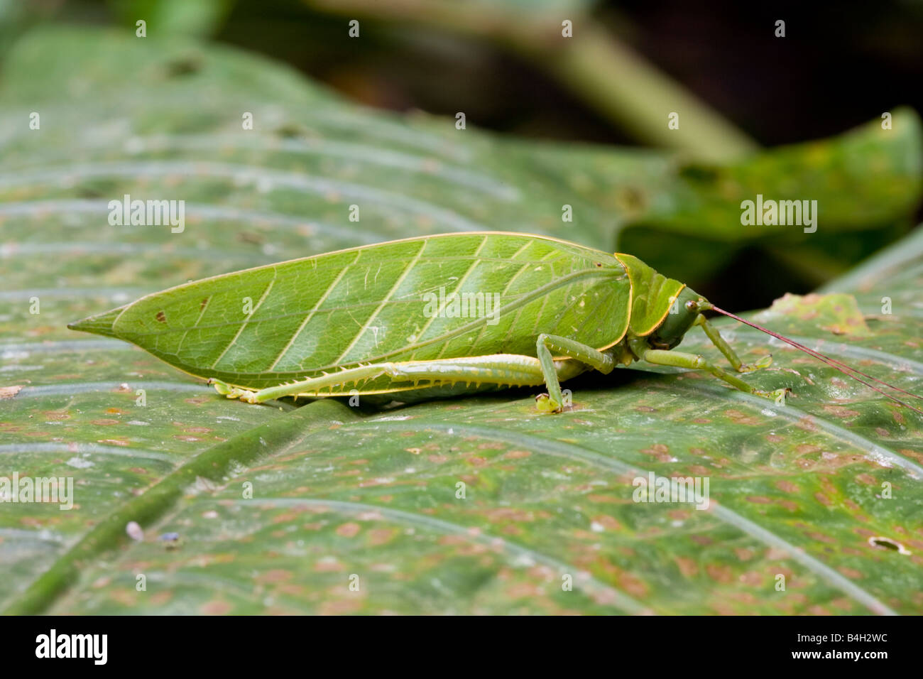 bush cricket Borneo Stock Photo