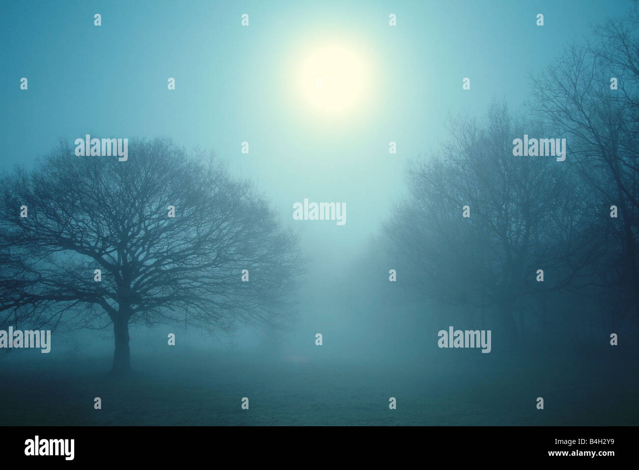 trees in the mist Stock Photo - Alamy