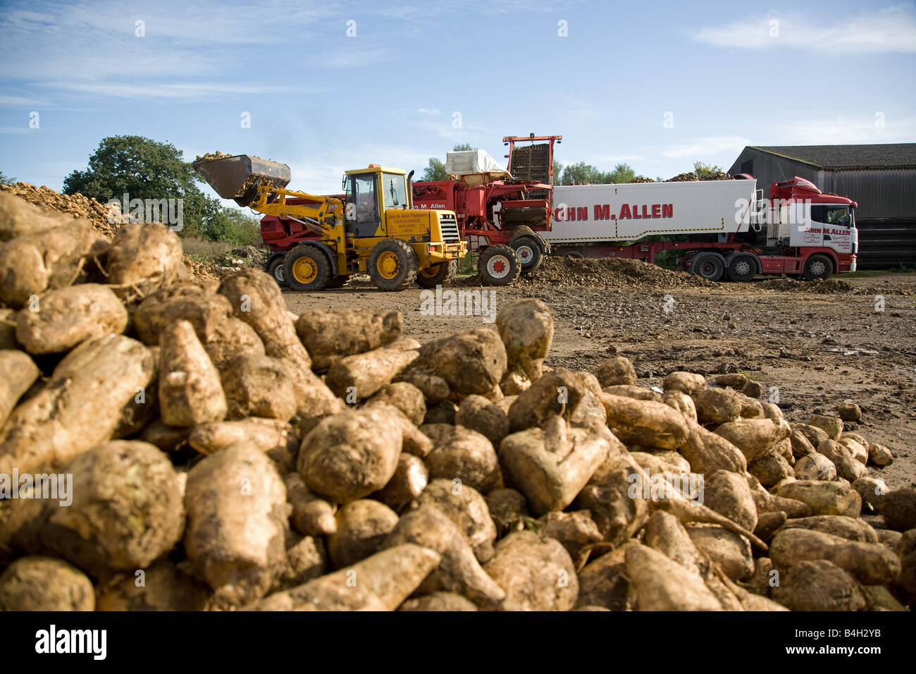 Loading Sugar Beet In A Truck Ready To Go To The Beet Factory Stock