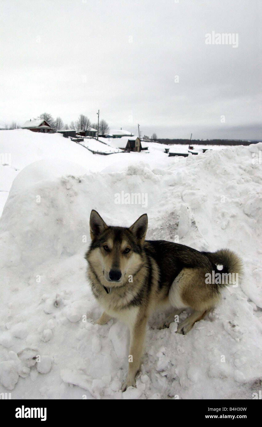 A sled dog seen here in a Siberian village During the winter months the only reliable form of transport is by dog pulled sledge Stock Photo