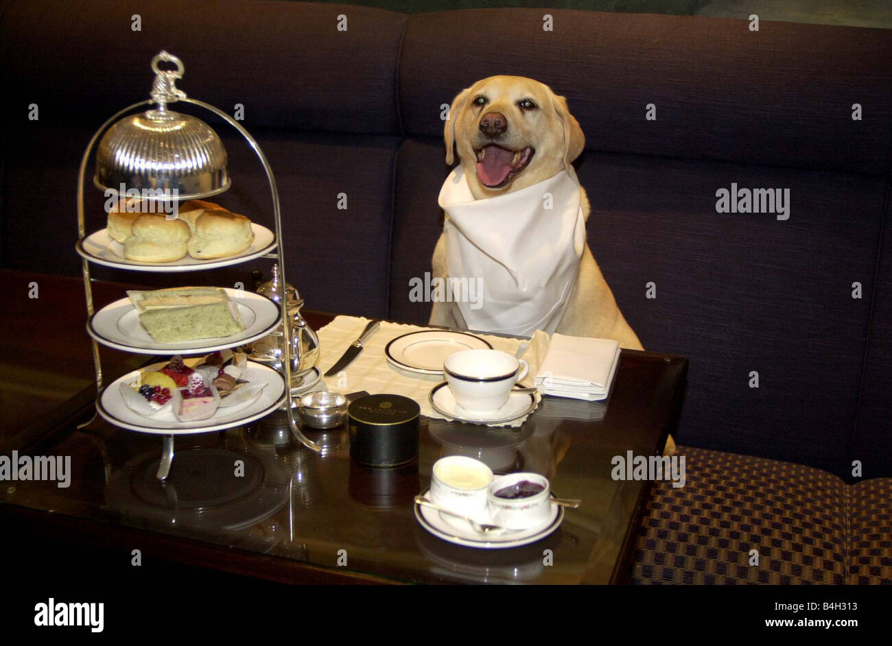 Dogs Labradors Sam the Labrador April 2001 A O L competititon winner Superstar Sam Sam the labrador spent a day of luxury in London today Shopping at Harrods hair do at Chelsea Dog parlour and finally tea at the Langham Hilton Hotel with owner Paul Kneale Mirrorpix Stock Photo