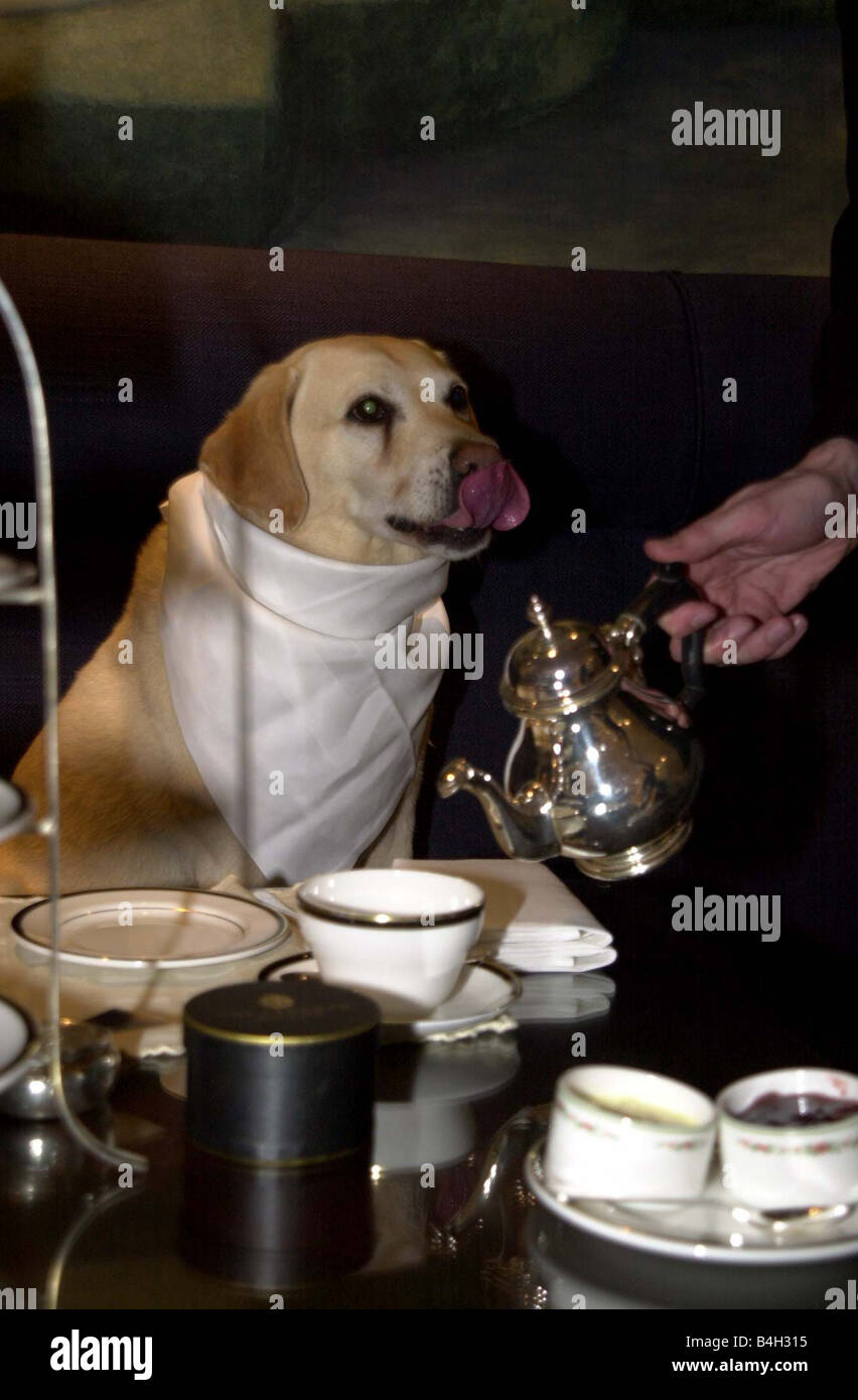 Superstar Sam winner of A O L competititon April 2001 Sam the labrador spent a day of luxury in London today Shopping at Harrods hair do at Chelsea Dog parlour and finally tea at the Langham Hilton Hotel With owner Paul Kneale Mirrorpix Stock Photo