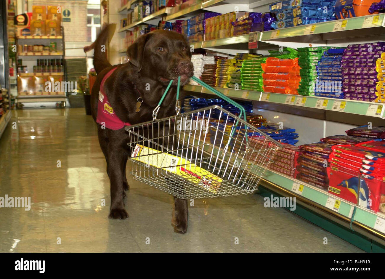Stephanie Pengellyês helping dog Frodo carrying her shopping basket during her weekly shop September 2001 Stock Photo