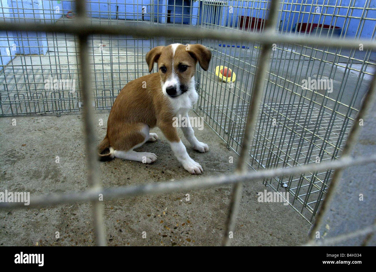 How Many Dogs Get Abandoned Each Year